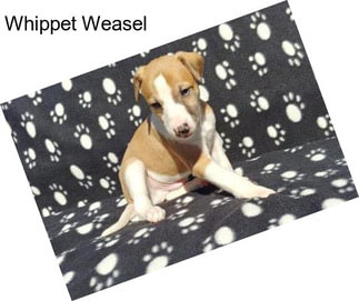 Whippet Weasel