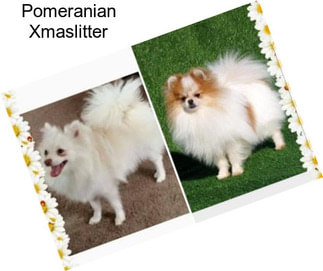 Pomeranian Xmaslitter