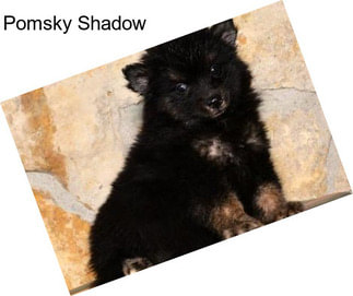 Pomsky Shadow