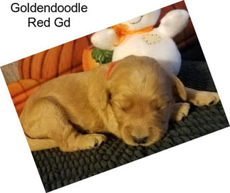 Goldendoodle Red Gd