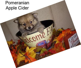 Pomeranian Apple Cider