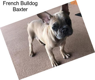 French Bulldog Baxter