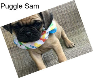 Puggle Sam