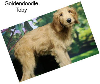 Goldendoodle Toby