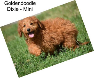 Goldendoodle Dixie - Mini