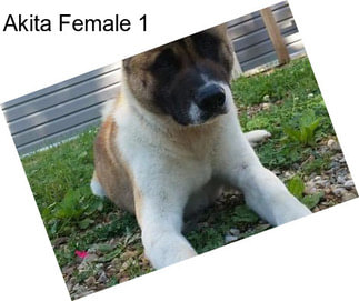 Akita Female 1