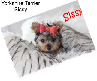 Yorkshire Terrier Sissy