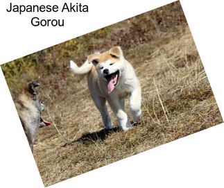 Japanese Akita Gorou