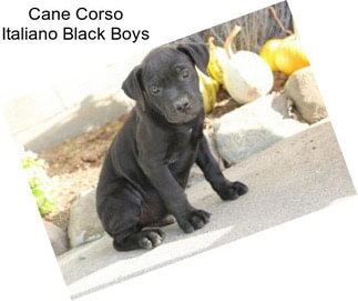 Cane Corso Italiano Black Boys