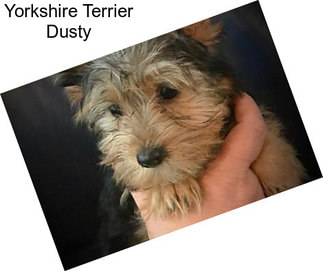 Yorkshire Terrier Dusty