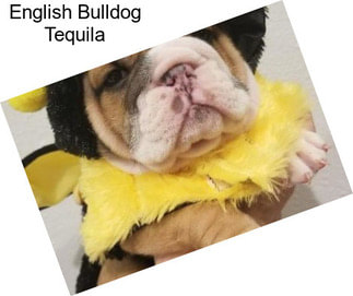 English Bulldog Tequila