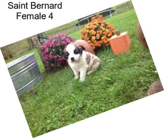 Saint Bernard Female 4