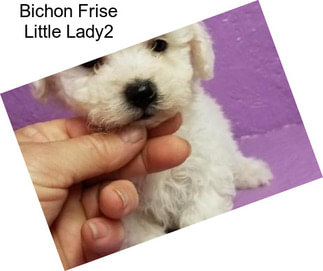 Bichon Frise Little Lady2