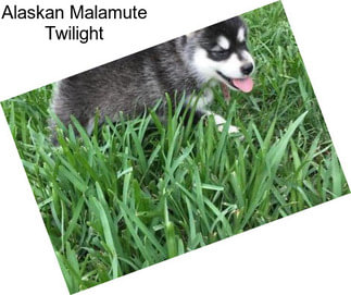 Alaskan Malamute Twilight