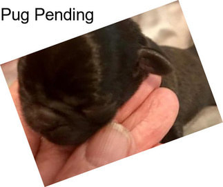 Pug Pending