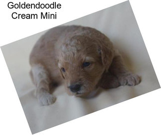 Goldendoodle Cream Mini