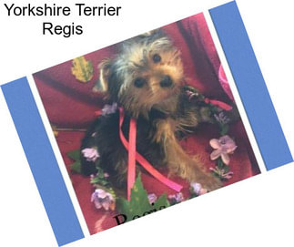 Yorkshire Terrier Regis