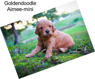 Goldendoodle Aimee-mini