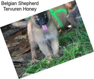 Belgian Shepherd Tervuren Honey