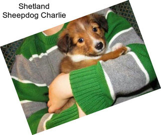 Shetland Sheepdog Charlie