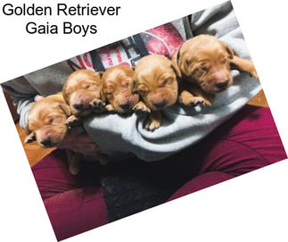 Golden Retriever Gaia Boys