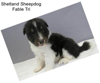 Shetland Sheepdog Fable Tri