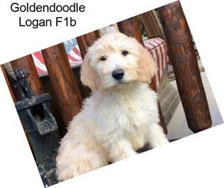 Goldendoodle Logan F1b