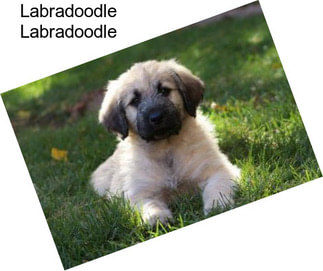 Labradoodle Labradoodle