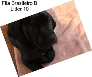 Fila Brasileiro B Litter 10