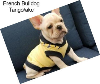 French Bulldog Tango/akc