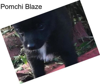 Pomchi Blaze