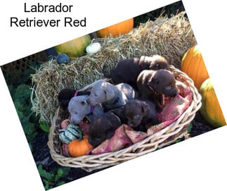 Labrador Retriever Red