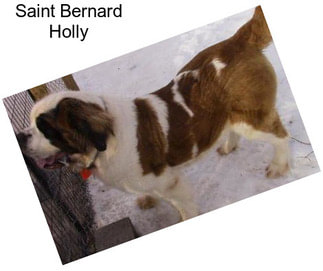 Saint Bernard Holly