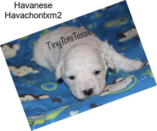 Havanese Havachontxm2