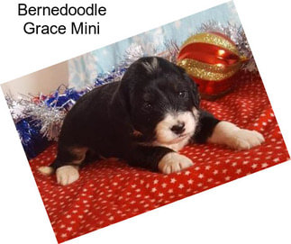 Bernedoodle Grace Mini