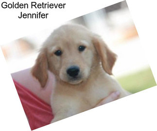 Golden Retriever Jennifer