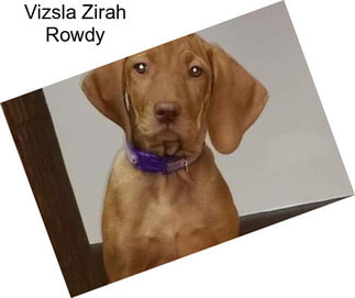 Vizsla Zirah Rowdy