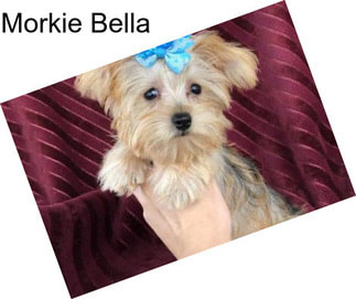 Morkie Bella