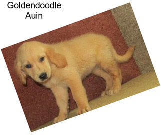 Goldendoodle Auin