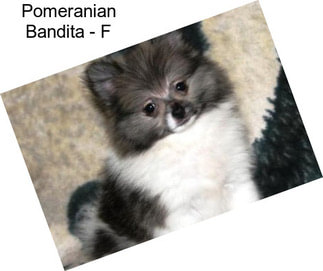 Pomeranian Bandita - F