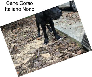 Cane Corso Italiano None