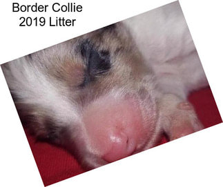 Border Collie 2019 Litter