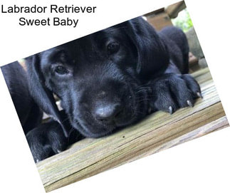 Labrador Retriever Sweet Baby