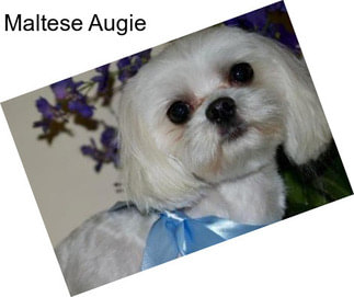 Maltese Augie