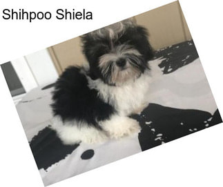 Shihpoo Shiela