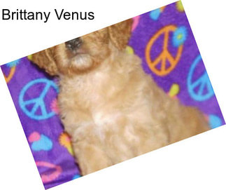 Brittany Venus