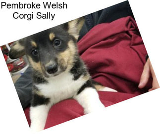 Pembroke Welsh Corgi Sally