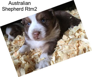 Australian Shepherd Rtm2