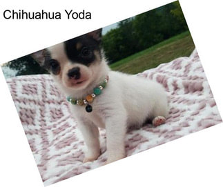 Chihuahua Yoda