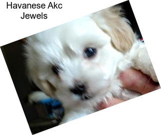 Havanese Akc Jewels